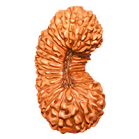 29 Mukhi Rudraksha